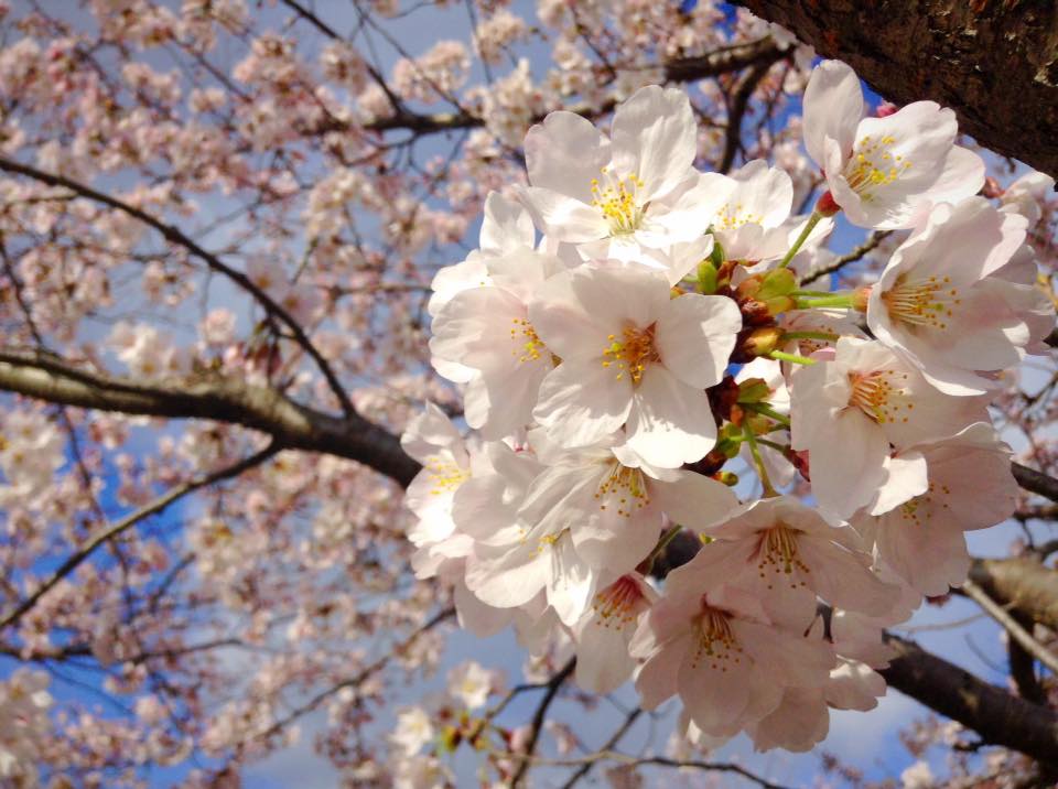 桜樹館の観桜会のイメージ