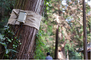 坂本龍一+YCAM InterLab「Forest Symphony」のイメージ