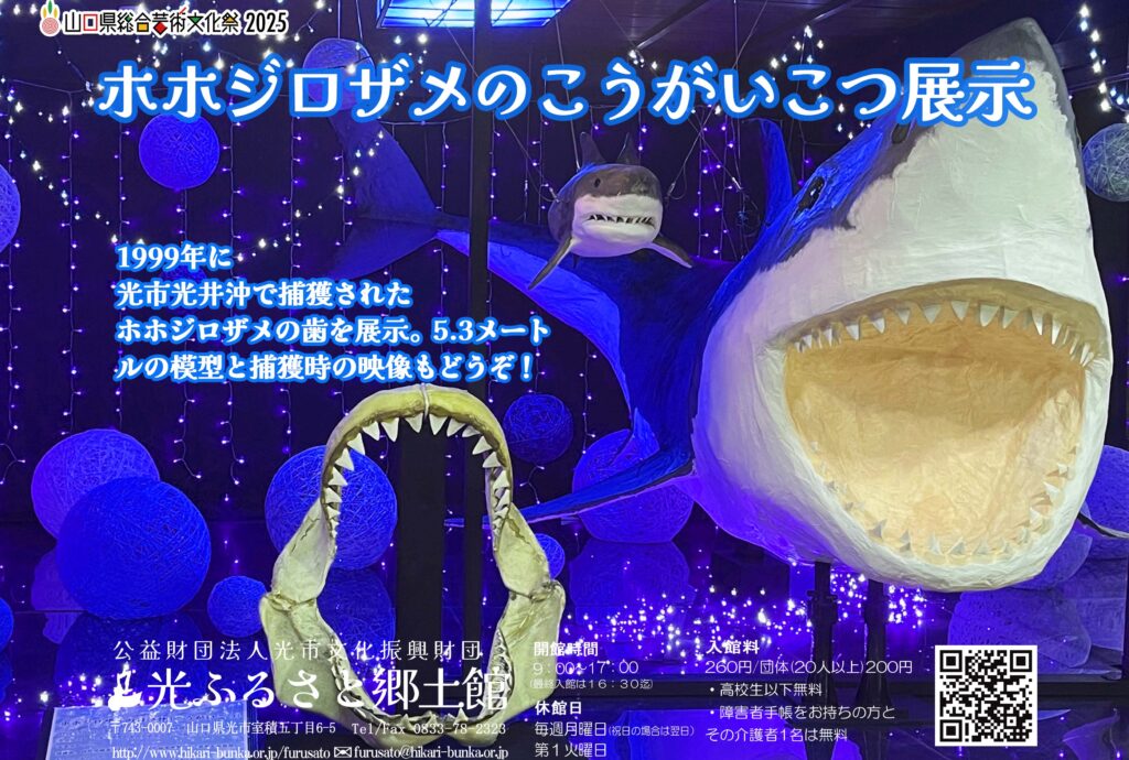 ホホジロザメのこうがいこつ展示のイメージ